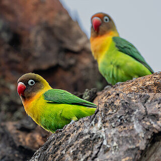 Lake Naivasha - Fischers lovebird
